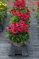 echinacea-sunmagic-vintage-red_5.jpg