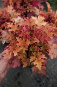 Żurawka Marmalade Heuchera