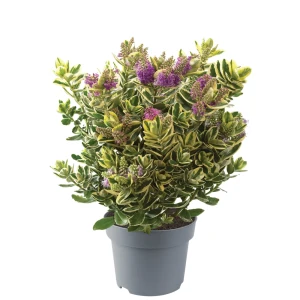 Hebe Variegata