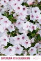 Supertunia™ VISTA™ Silverberry