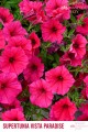 Supertunia™ VISTA™ Paradise