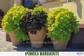 Ipomoea (wilec)