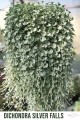 Dichondra Silver Falls