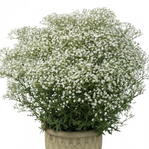 Gipsówka, Gypsophila Paniculata Festival white flare 