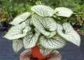 Brunera, Macrophylla Silver Heart