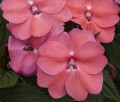 Sunpatiens Vigorous Pink Pearl
