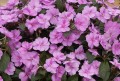 Sunpatiens Vigorous Lavender Splash