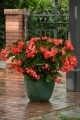 Begonia typ Dragon Megawatt Czerwony kwiat zielony liść