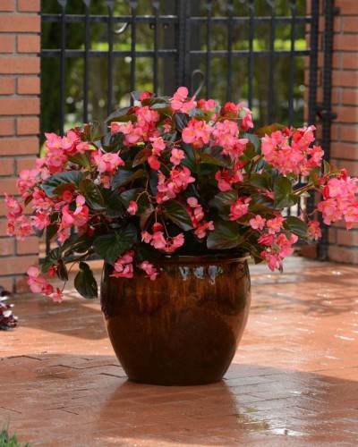 Begonia typ Dragon Megawatt różowy kwiat, brązowy liść