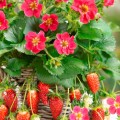 Truskawka,Fragaria ananassa Tristan Cherry