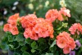 Pelargonia Champion Salmon (kolor łososiowy)