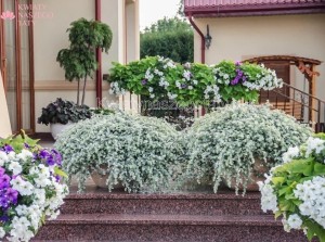 Kocanka włochata, srebrzysta