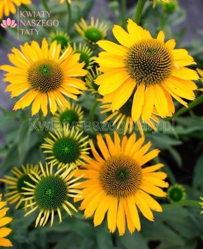 Jeżówka żółta Echinacea Sombrero Yellow