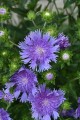 Stokesia Gładka, Laevis Mel’s Blue