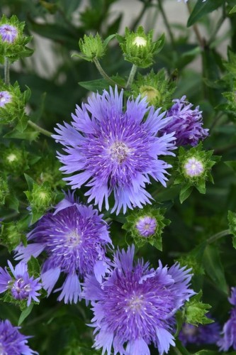 Stokesia Gładka, Laevis Mel’s Blue