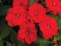 Niecierpek Czerwony, Sunpatiens Vigorous Scarlet