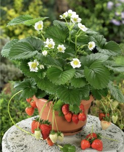 Truskawka ozdobna wisząca (Fragaria Ananassa Beltran) - biała