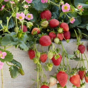 Truskawka ozdobna wisząca (Fragaria Ananassa Toscana) - jasny róż