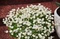 Skalnica Saxifraga Limerok (biała)