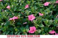 Supertunia™ VISTA™ Bubblegum