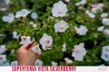 Supertunia™ VISTA™ Silverberry