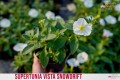 Supertunia™ VISTA™ Snowdrift