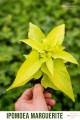 Ipomoea (wilec)