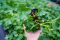 Pelargonia bluszczolistna DARK PINK