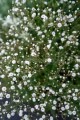 Gipsówka, Gypsophila Paniculata Festival white flare