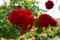Pelargonia Calliope czerwona