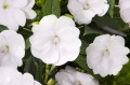 Sunpatiens Vigorous Clear White