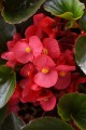 Begonia typ Dragon Megawatt Czerwony kwiat zielony liść
