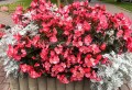 Begonia typ Dragon Megawatt różowy kwiat, brązowy liść