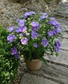 Stokesia Gładka, Laevis Mel’s Blue