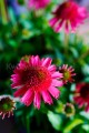 Jeżówka różowa, Echinacea Sombrero Rose