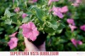 Supertunia™ VISTA™ Bubblegum