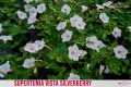Supertunia™ VISTA™ Silverberry