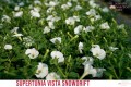Supertunia™ VISTA™ Snowdrift