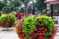 Ipomoea (wilec)