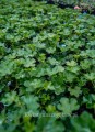Pelargonia bluszczolistna DARK PINK