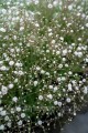\Gipsówka, Gypsophila Paniculata Festival white flare
