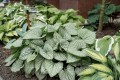 Brunera, Macrophylla Silver Heart