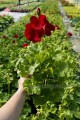 Pelargonia Calliope czerwona
