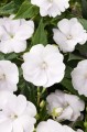 Sunpatiens Vigorous Clear White