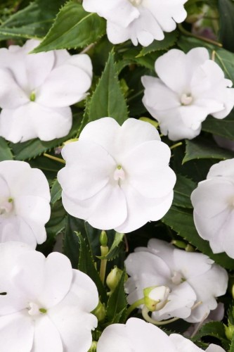 Sunpatiens Vigorous Clear White