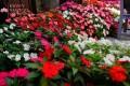 Sunpatiens Vigorous Pink Pearl