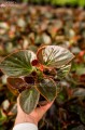Begonia typ Dragon Megawatt różowy kwiat, brązowy liść