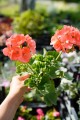 Pelargonia Champion Salmon (kolor łososiowy)
