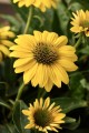 Jeżówka żółta Echinacea Sombrero Yellow
