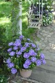 Stokesia Gładka, Laevis Mel’s Blue